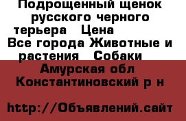 Подрощенный щенок русского черного терьера › Цена ­ 35 000 - Все города Животные и растения » Собаки   . Амурская обл.,Константиновский р-н